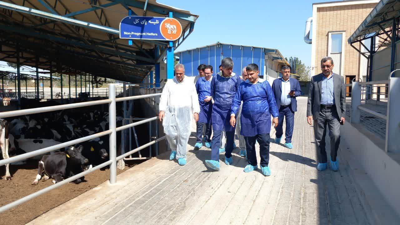 بازدید فرماندار ملارد و مسئولان قضایی از بزرگ‌ترین تولیدکننده جنین گاو در شهرستان ملارد