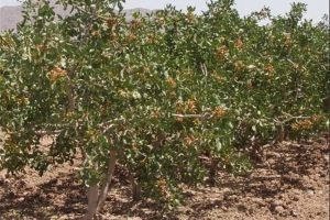 یک‌ هزار هکتار باغ پسته در ۸ روستای اخترآباد ایجاد شد