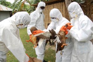 مانور موفقیت‌آمیز مقابله با آنفلوآنزای فوق حاد پرندگان در شهرستان ملارد