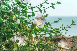 اختصاص ۱۰ هکتار زمین در ملارد برای کاشت بوته کاپاریس