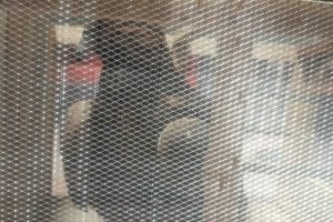 تحویل ۲ پرنده شکاری توسط شهروندان به محیط ‌زیست ملارد