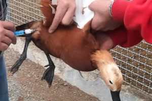 پرندگان باغ وحش صفادشت شهرستان ملارد رایگان واکسینه شدند