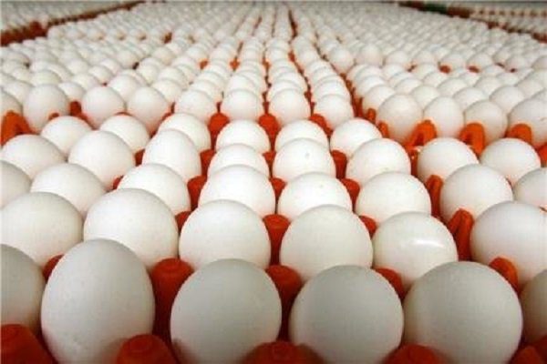 آغاز صادرات تخم مرغ از ملارد به عراق با محموله ۱۵۰ تنی