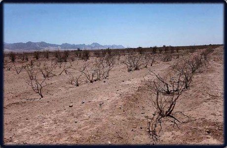 اجرای طرح ترسیب کربن در ۷۰ هزار هکتار از اراضی ملارد