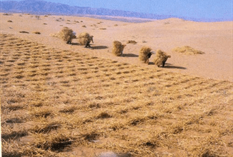 احیای سه هزار و ۷۰۰ هکتار از اراضی بیابانی ملارد