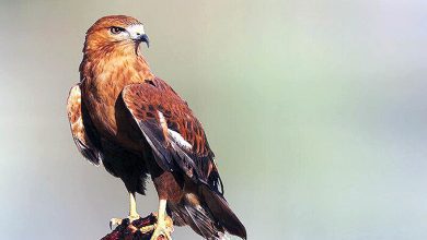رهاسازی ۷ بهله سارگپه در زیستگاه طبیعی ملارد