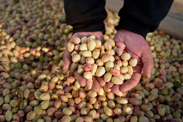 طرح کاشت پسته در پارک ۵۰ هکتاری قبچاق ملارد در دستور کار