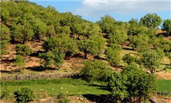 ۸۰ هزار هکتار اراضی ملی در شهرستان ملارد