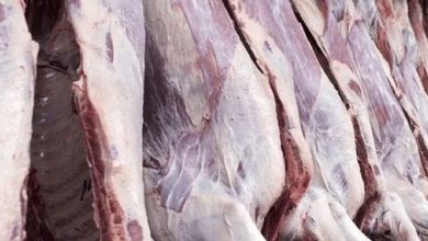 مجوز گوشت اسب و الاغ صادر شد؟ ماجرای نامه جنجالی دامپزشکی چیست