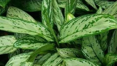 نگهداری از گل ها و گیاهان آپارتمانی - آگلونما