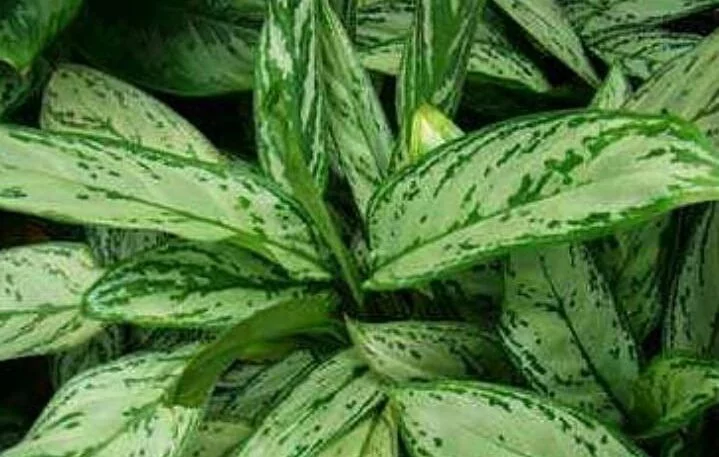 نگهداری از گل ها و گیاهان آپارتمانی - آگلونما