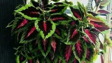 حسن یوسف با روش قلمه زدن و کاشت بذر قابل تکثیر است