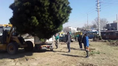 100 اصله کاج مشهد در راستای صیانت از درختان جابجا شد