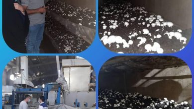 بازدید میدانی بخشدار مرکزی ملارد از یک واحد صنفی تولید قارچ در روستای مهرچین