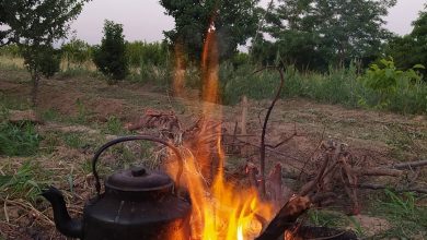 چای زغالی ملارد