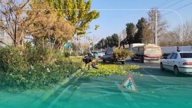 زیبایی شهر ملارد با پیرایش و هرس درختان
