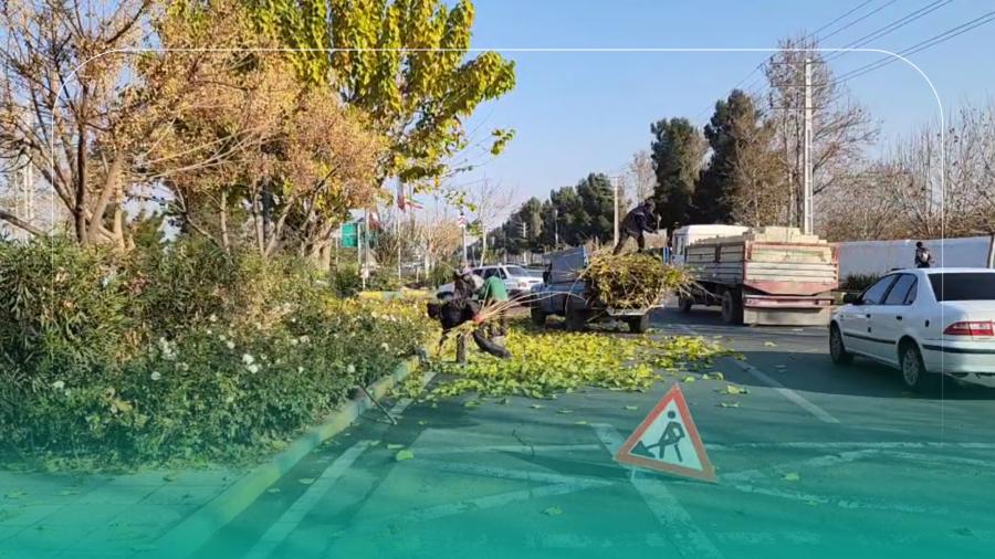 زیبایی شهر ملارد با پیرایش و هرس درختان