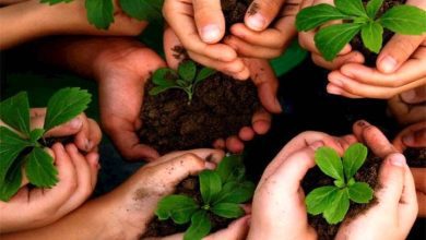 روز درختکاری، فرصتی برای تجدید عهد با طبیعت و یادآوری اهمیت درختان در زندگی است