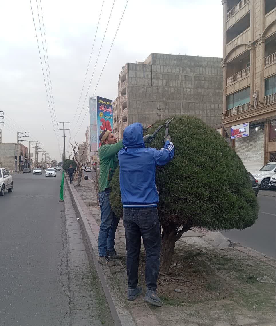 هرس و فرم دهی درختان و فضای سبز شهری ملارد