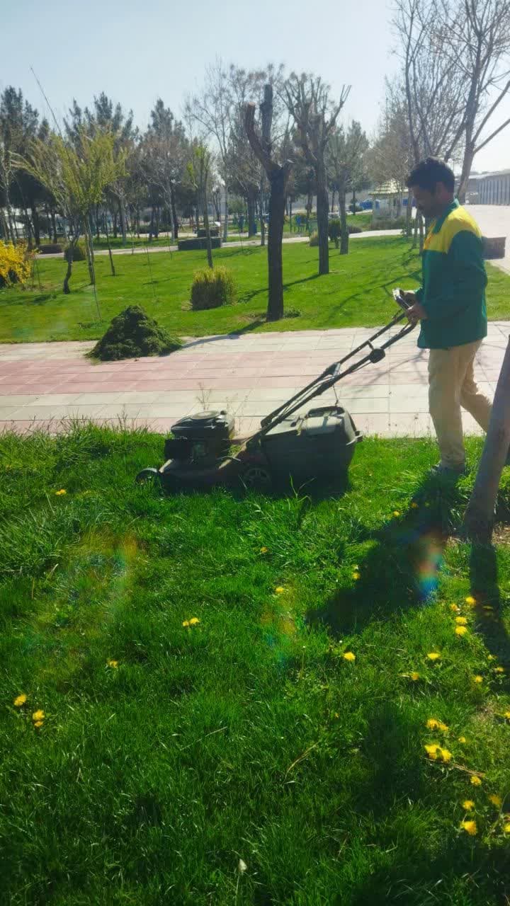 هرس و فرم دهی درختان و فضای سبز شهری ملارد