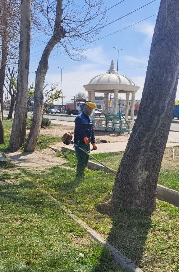 هرس و فرم دهی درختان و فضای سبز شهری ملارد