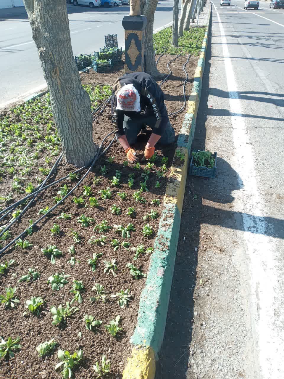 گل کاری فصلی در شهر ملارد