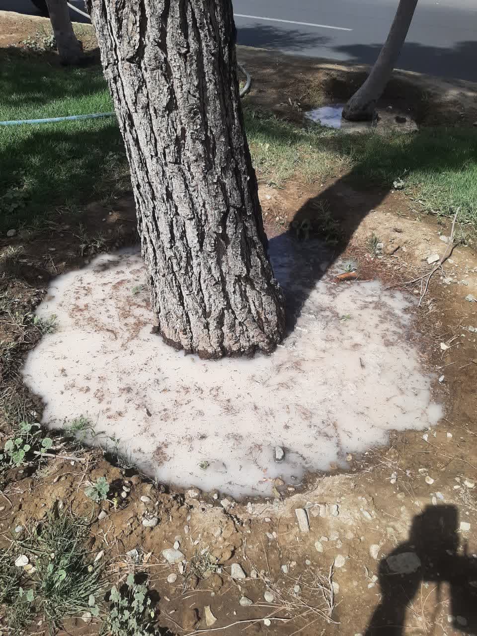 سمپاشی درختان سرو نقره‌ ای در بلوار دکتر حسابی مارلیک برای مقابله با بیماری‌ های قارچی