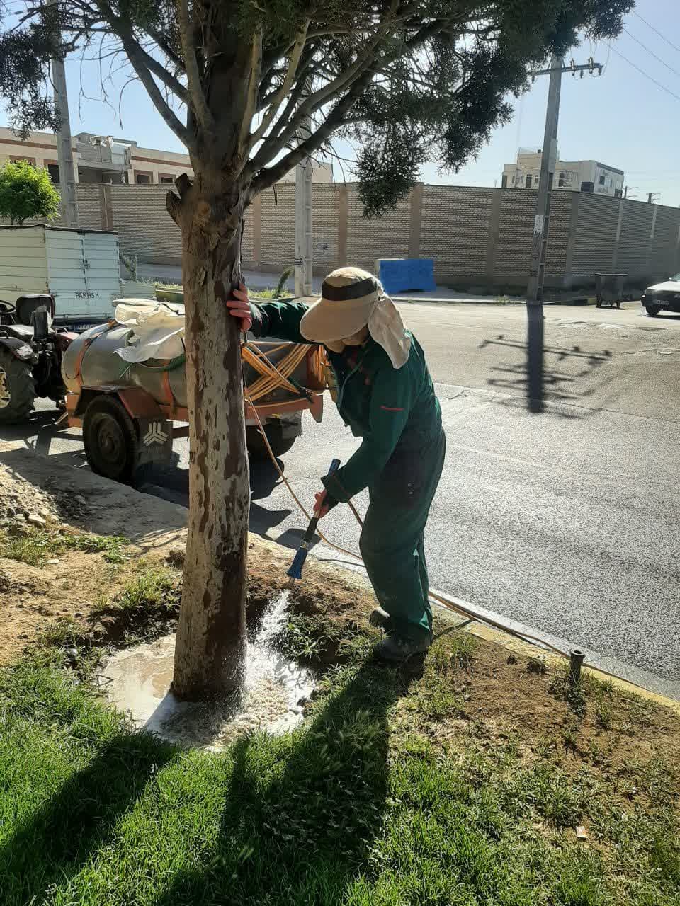 سمپاشی درختان سرو نقره‌ ای در بلوار دکتر حسابی مارلیک برای مقابله با بیماری‌ های قارچی