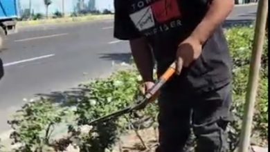 وجین و پاکسازی بلوار رسول اکرم (ص) توسط سازمان سیما، منظر و فضای سبز شهرداری ملارد