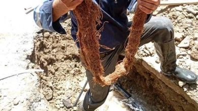 افت فشار شبکه توزیع آب به دلیل نفوذ ریشه درختان در ملارد