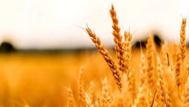 تحویل هزار تن گندم به سیلوهای شهرستان ملارد