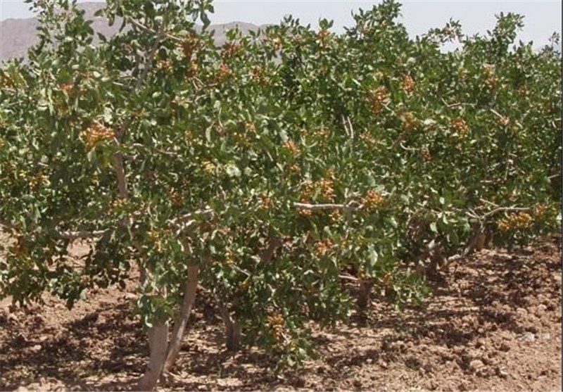 یک‌ هزار هکتار باغ پسته در ۸ روستای اخترآباد ایجاد شد