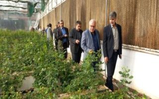 بررسی میدانی مشکلات مجتمع گلخانه‌ای دهک صفادشت با حضور فرماندار ملارد