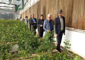 بررسی میدانی مشکلات مجتمع گلخانه‌ای دهک صفادشت با حضور فرماندار ملارد