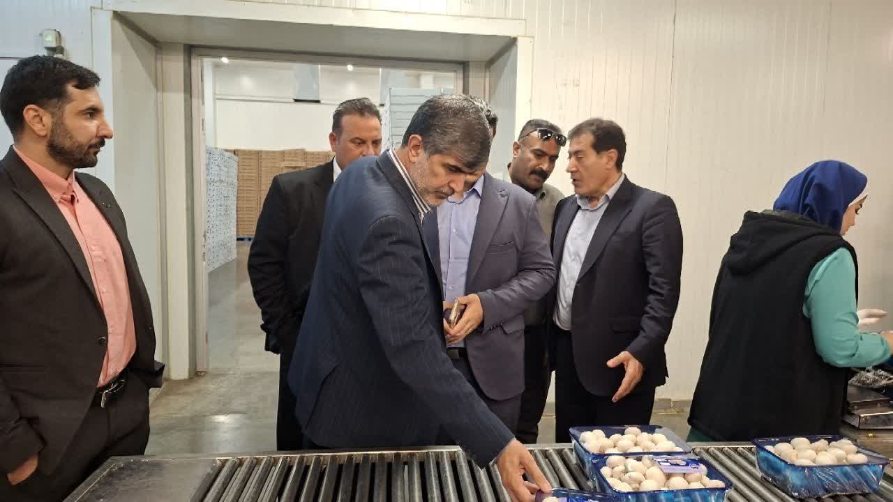 بازدید فرماندار ملارد از واحد تولید قارچ خوراکی در حصارشالپوش