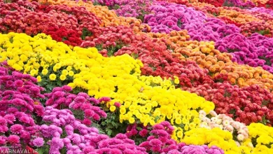 جشنواره گل‌ های داوودی در باغ گیاه‌ شناسی برپا شد