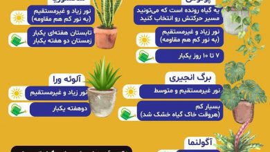 گیاهان کم توقع و دوست داشتنی برای بالکن خونه