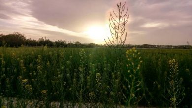 نگاه دوربین از طبیعت زیبا ملارد